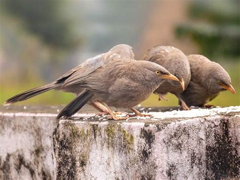 Image result for Birds Exploding From Rice