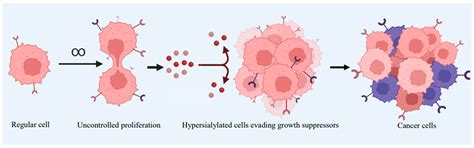 Insights on the Role of Sialic Acids in Acute Lymphoblastic Leukemia in ...