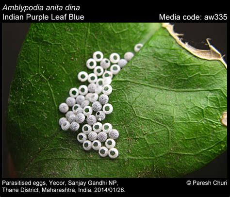 Amblypodia anita | Butterfly