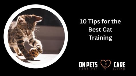 Image result for Cat Training Tutorials