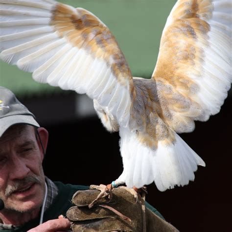 KIELDER WATER BIRD OF PREY CENTRE (2026) All You Need to Know BEFORE ...