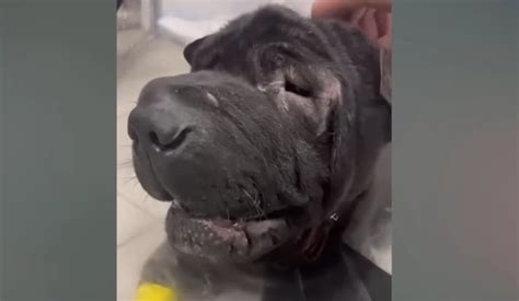 Image result for Dog Infested with Maggots