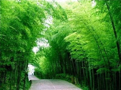 竹文化生态公园：万亩竹文化主题公园提升城市品质 - 城市论坛 - 天府社区