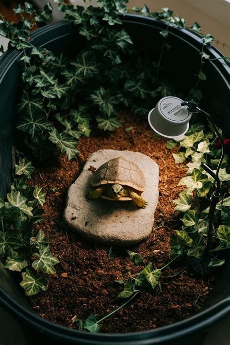 Image result for Box Turtle Homes