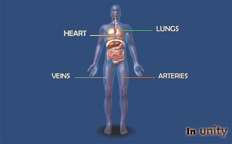 Image result for Human Circulatory System Animation