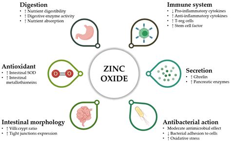Towards Zero Zinc Oxide: Feeding Strategies to Manage Post-Weaning Diarrhea in Piglets