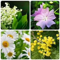 mughetto significato dei fiori significato dei fiori mamma felice mughetto significato dei fiori significato dei fiori mamma felice