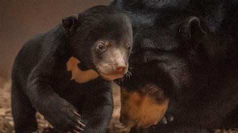 Image result for Line Bot Arduino