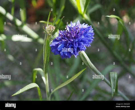 Close up of the annual blue cornflower (Centaurea cyanus 'Blue Ball ...