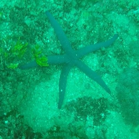 BARACUDA DIVING KENYA (2026) All You Need to Know BEFORE You Go (with ...