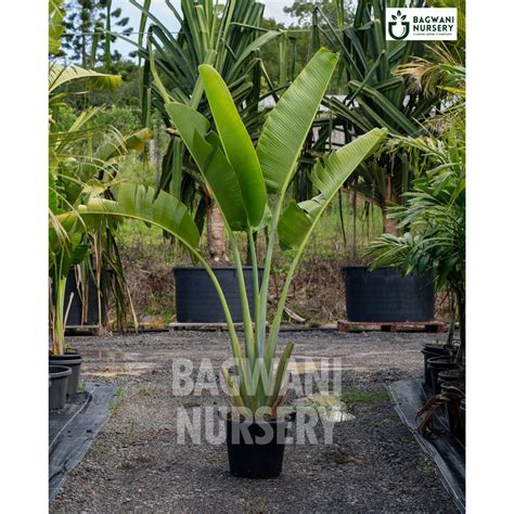 Buy Traveller Palm Tree Online | Ravenala Madagascariensis | Bagwani N ...