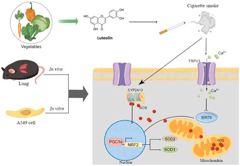 Luteolin Alleviates Oxidative Stress in Chronic Obstructive Pulmonary ...