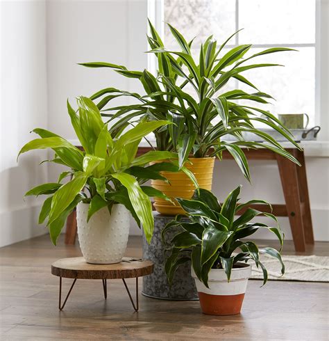 Corn Plant Houseplant