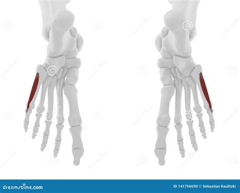 The Flexor Digiti Minimi Brevis Stock Illustration - Illustration of ...