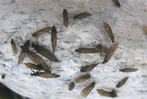 Order Trichoptera - Caddisflies — Coke Smith Wildlife