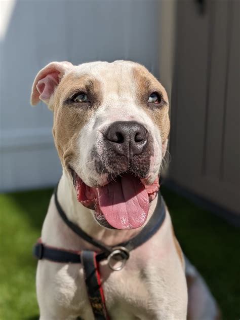 Warmer days, hikes, open windows…We have lots of adoptable pets to ...