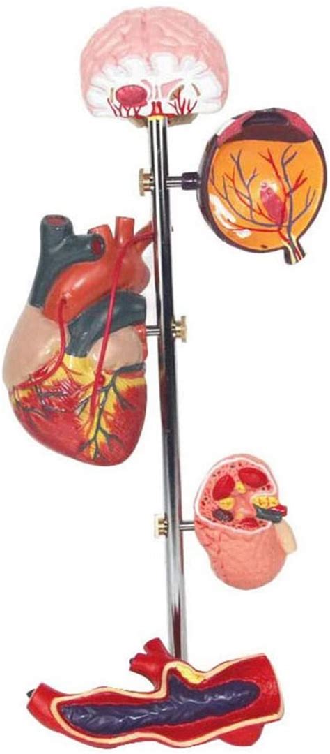 Human Organ Anatomical 5 Parts Brain Eye Hear Kidney Artery ...