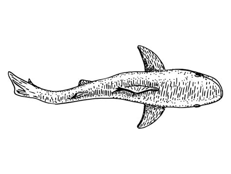 Croquis de requin sauvage Vue de dessus sur isolé sur blanc Main de ...