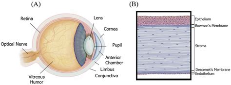 Bioprinted Membranes for Corneal Tissue Engineering: A Review