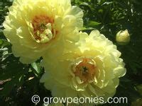 31 Hybrid Peonies ideas | peonies, peony farm, buy peonies