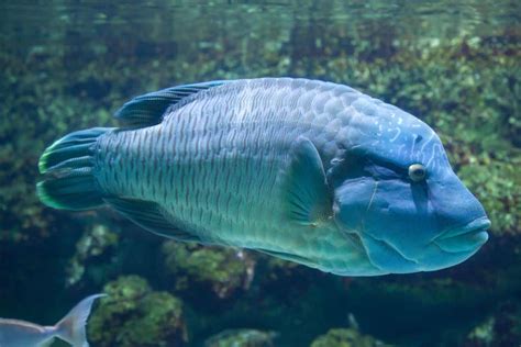 18 Popular Fish With Big Lips