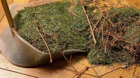 Falling Needles Family Fest Day 2023: FAQs, Dates, History, Activities ...