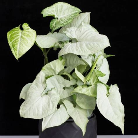 Syngonium White Plant