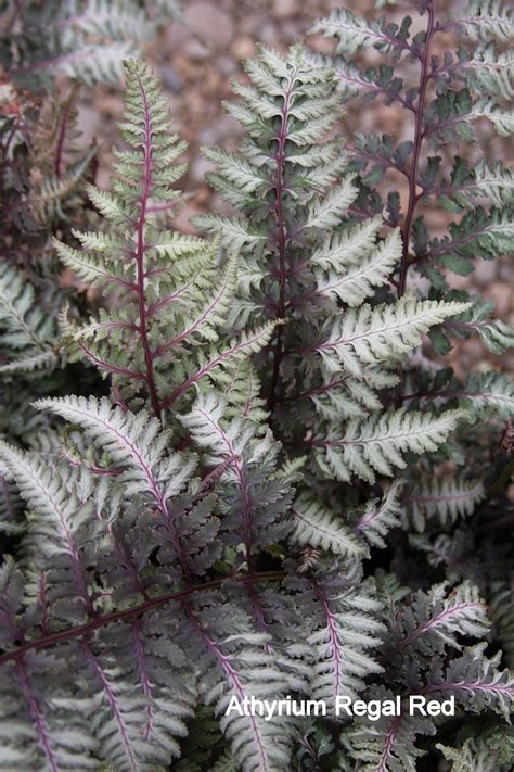 Fern, Japanese Painted Regal Red - TheTreeFarm.com