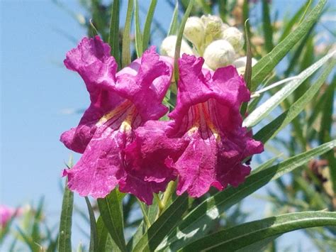 Propagate Desert Willow Seeds , Chilopsis linearis, خشب الصفصاف
