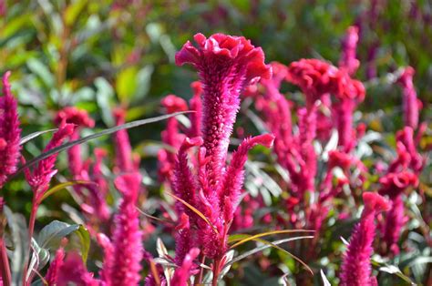 Home - Quality Greenhouses & Perennial Farm Inc.