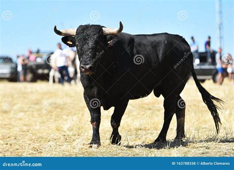 A Bull in Spanish Bullring in a Traditional Show of Bullfight Stock ...