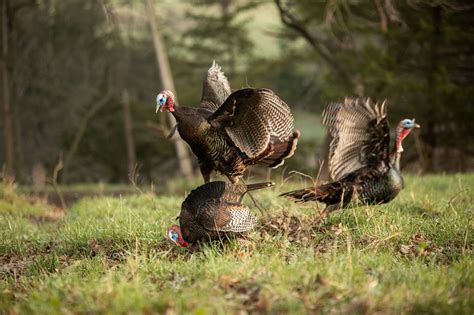Wild Turkeys Gobbling