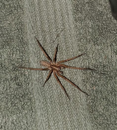 (SPIDER WARNING) Are these spiders harmless? : r/VictoriaBC