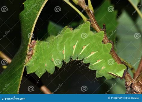 Large Polyphemus Caterpillar Eating Oak Leaves. Stock Image - Image of ...