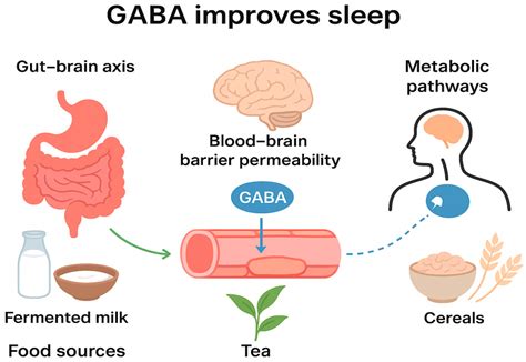 Progress in Research on the Mechanism of GABA in Improving Sleep