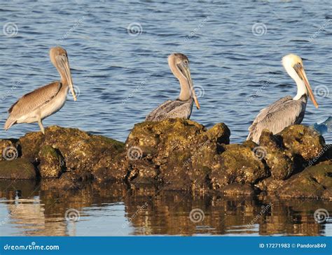 Three pelicans on rocks stock image. Image of shore, support - 17271983