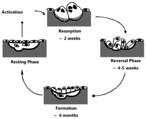 Materials | Special Issue : Scaffold Materials for Tissue Engineering