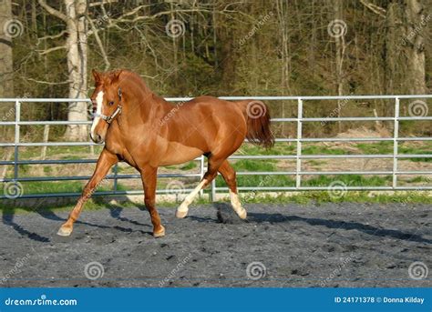 Arabian horse in round pen stock photo. Image of galloping - 24171378