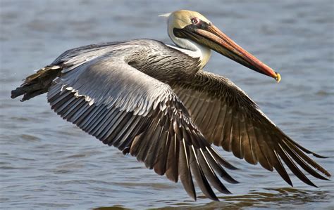 27 COMMON Birds Found in Costa Rica! (2025) - Bird Watching HQ