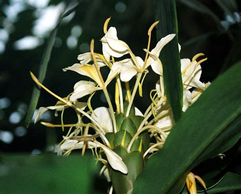 Zingiberaceae Resource Centre