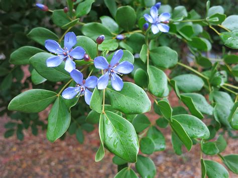 Jamaican National Tree