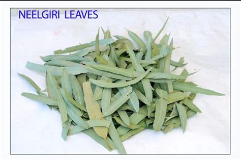 Dry Nilgiri Leaves Manufacturer,Dry Nilgiri Leaves Exporter from Pali India