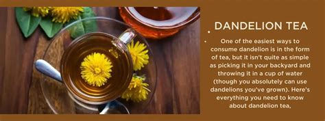 Dandelion tea - Health Benefits, Uses and Important Facts - PotsandPans ...
