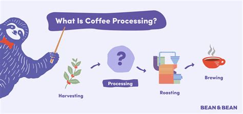 How Is Coffee Processed 的图像结果