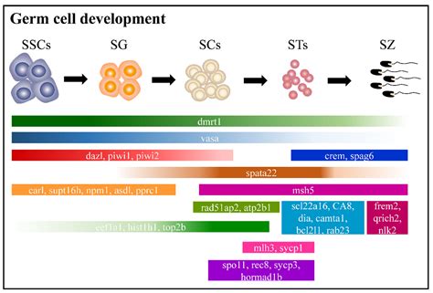 Single-Cell Atlas of Adult Testis in Protogynous Hermaphroditic Orange ...