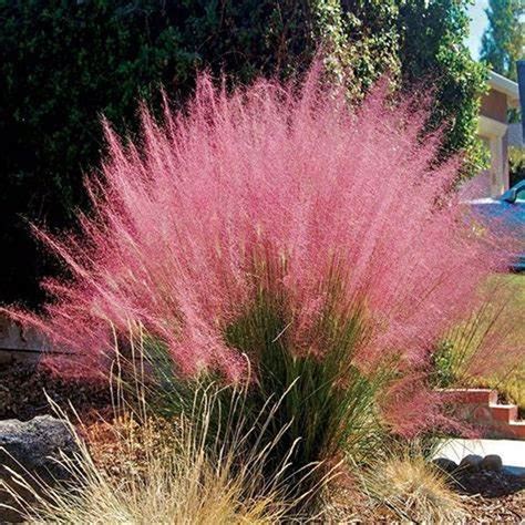 Pink Muhly Grass - Muhlenbergia Capillaris - Ornamental Grass -live ...