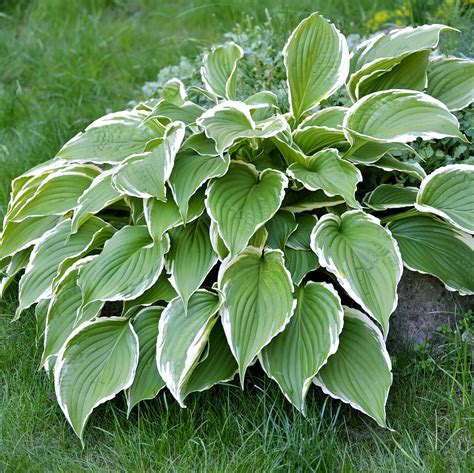 Dark Green & White Hosta Plants For Sale Online | Francee – Easy To ...