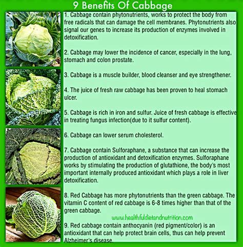 Cabbage Vegetable Benefits at Maddison Pickworth blog