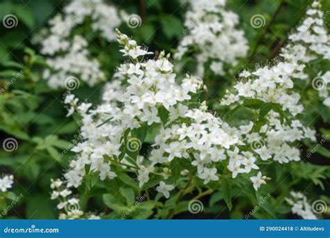 Closeup of a Group of Bushes with White Flowers Growing in Nature Stock ...