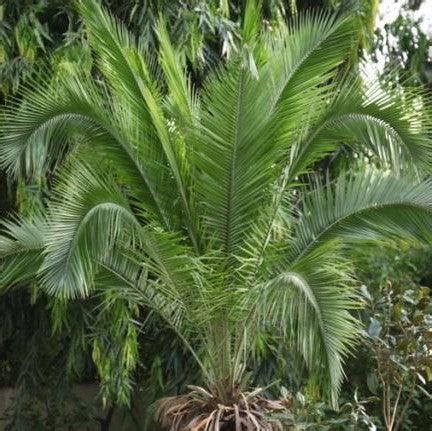 Buy Phoenix Rupicola, Cliff Date Palm, East Indian Wine Palm, Indian D ...